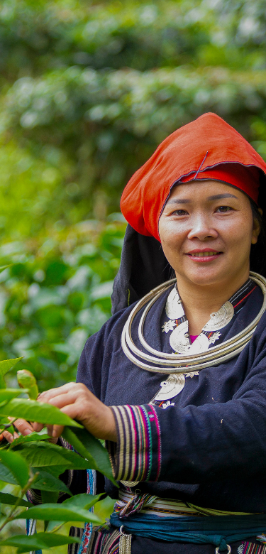 A woman working in Ban Thi Tham’s tea cooperative, Vietnam. Credit: Bui Hoang Quan / CARE Vietnam